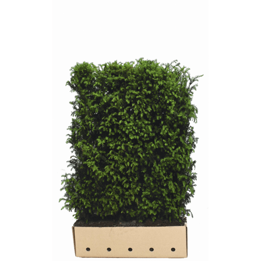 QuickHedge Taxushaag (kant en klaar haag)